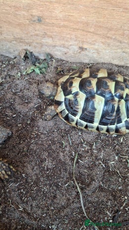 Tortoise reptiles - Advert 4