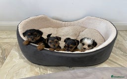 Yorkshire Terrier dogs for sale: Yorkshire terrier mini pups  - Image 1