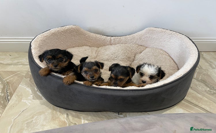 Yorkshire Terrier dogs - Advert 11