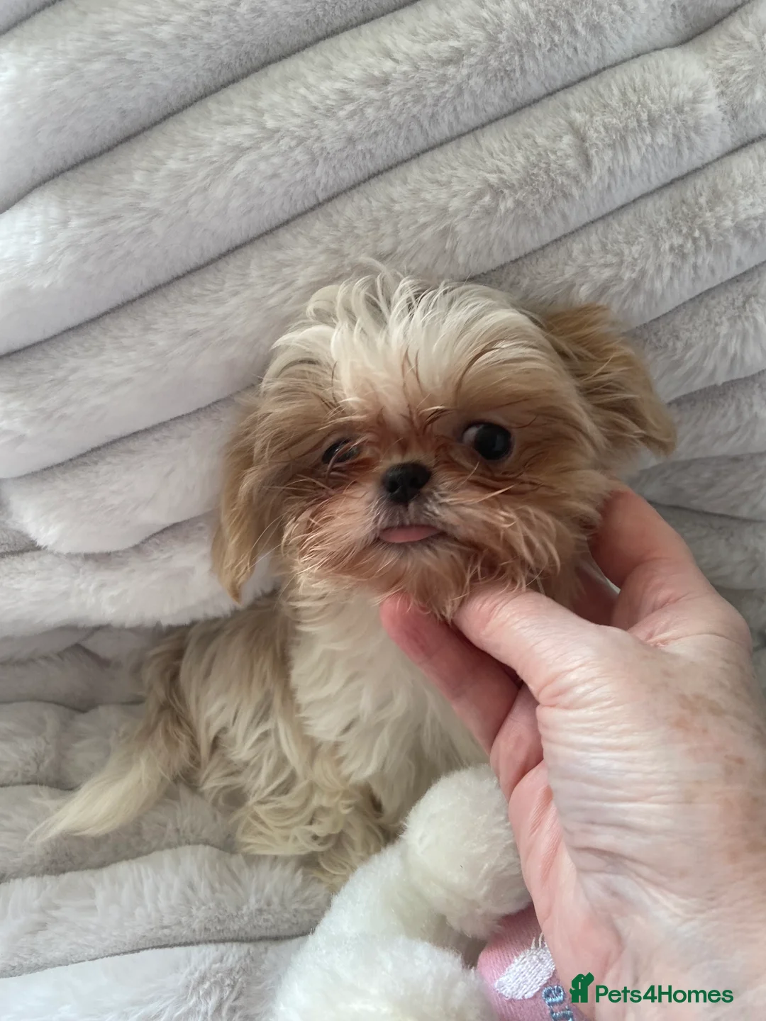 Shih Tzu dogs for sale: Beautiful imperial shihtzu boy pups - Advert 5