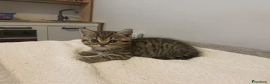 Scottish Fold 2