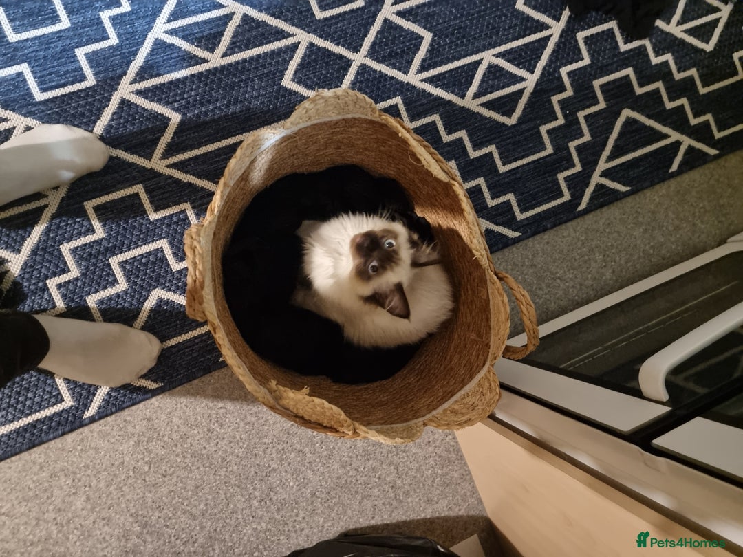 Ragdoll cats for stud: Ollie - Ragdoll Stud Available - Playful & Loving - Image 12