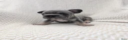 French Bulldog dogs for sale: Gorgeous french bulldog puppies  - Advert 14