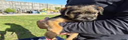 Border Terrier dogs for sale: SLEM CLEAR and KC REGISTERED  - Advert 3