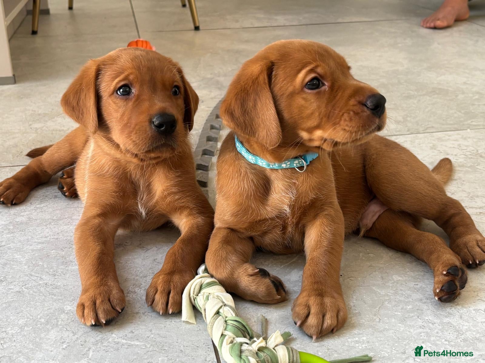 Labrador Retriever dogs KC Reg Fox Red Labrador Puppies. - Advert 1
