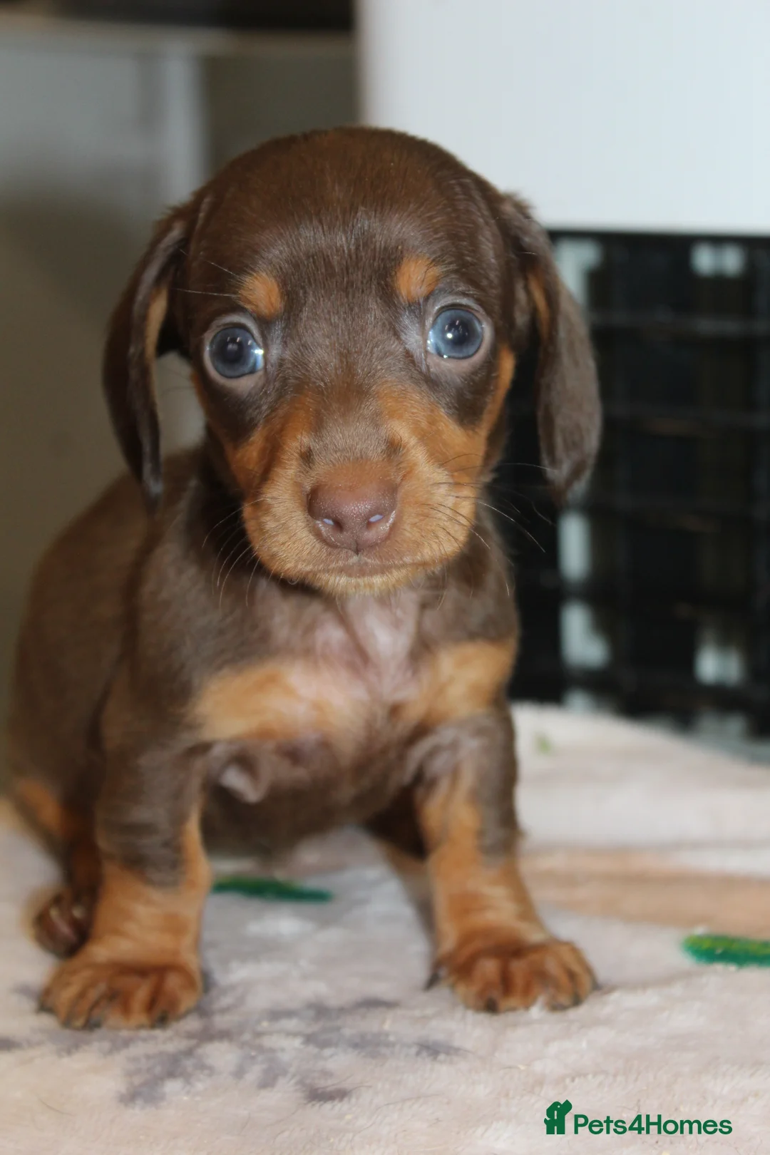 Miniature Dachshund dogs for sale: 🩷✨Available mini PRA clear pups !✨🩷 - Advert 12