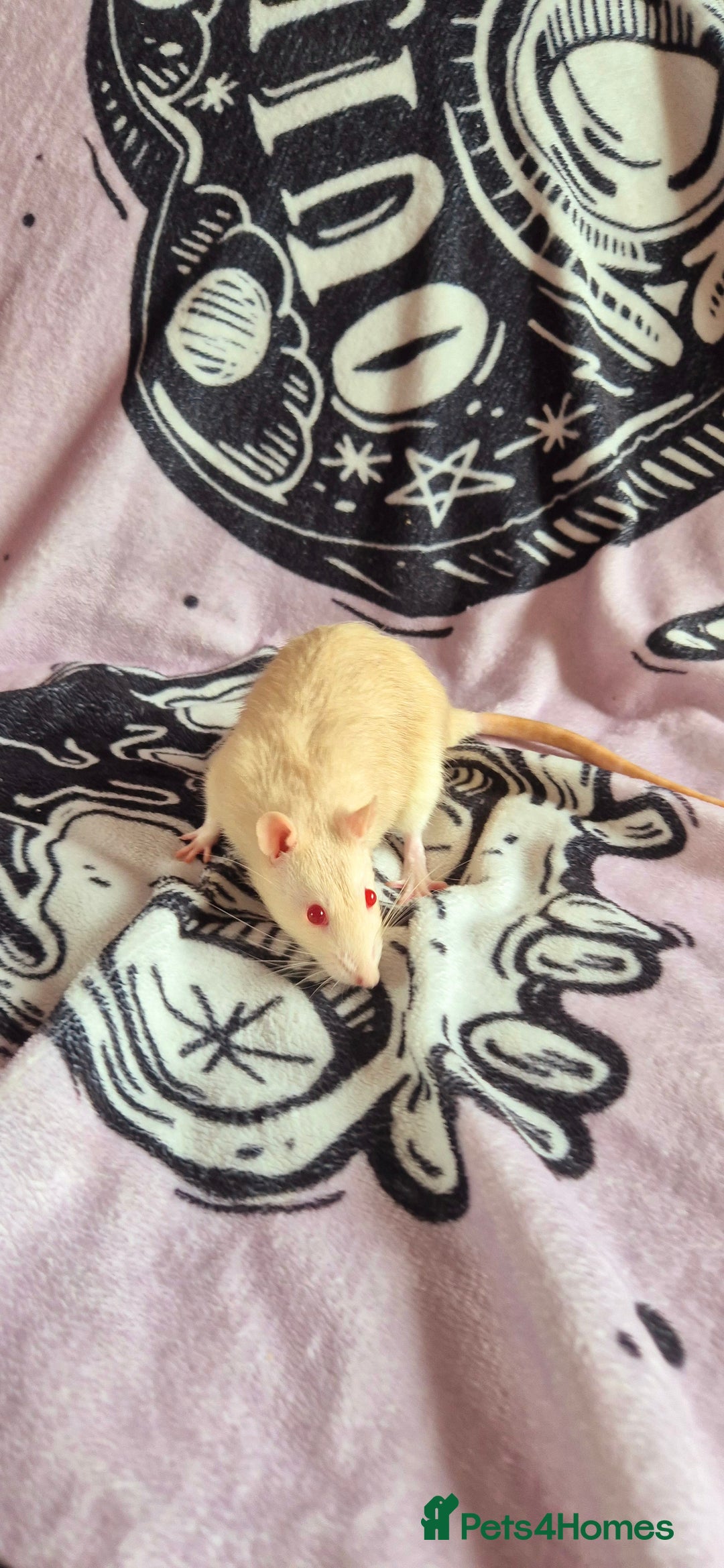 Rat rodents for sale: Male Rats for sale  - Image 3
