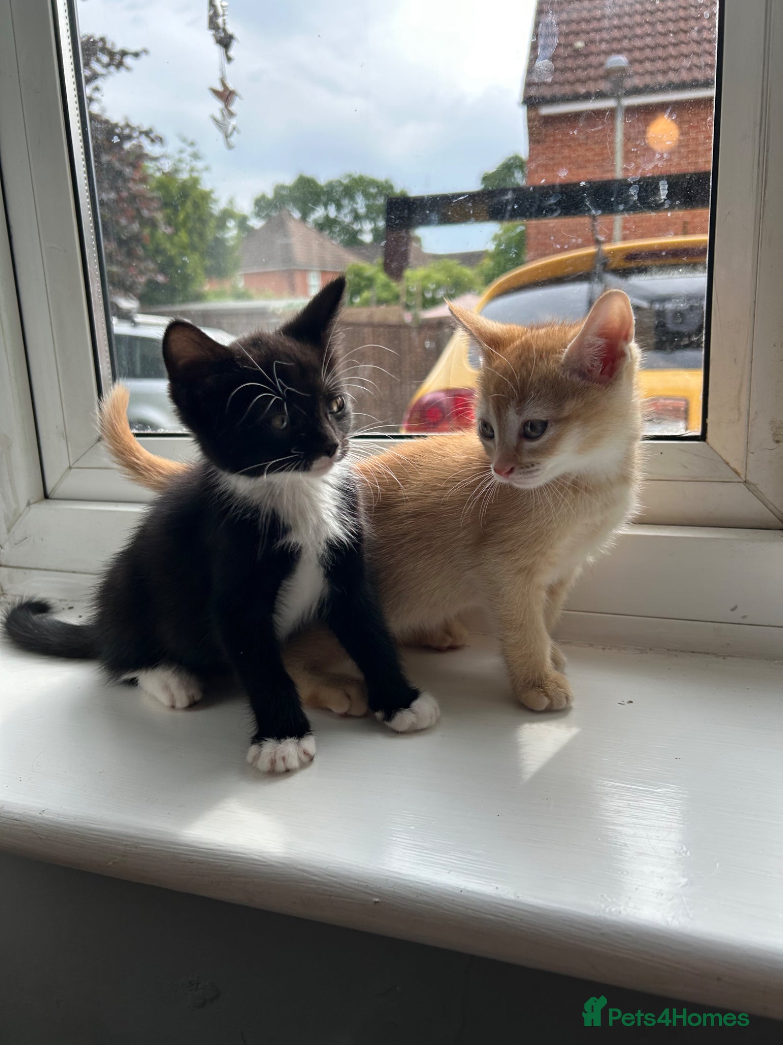 Mixed Breed cats for sale: 🚨GORGEOUS KITTENS READY TO LEAVE 🚨 - Advert 19