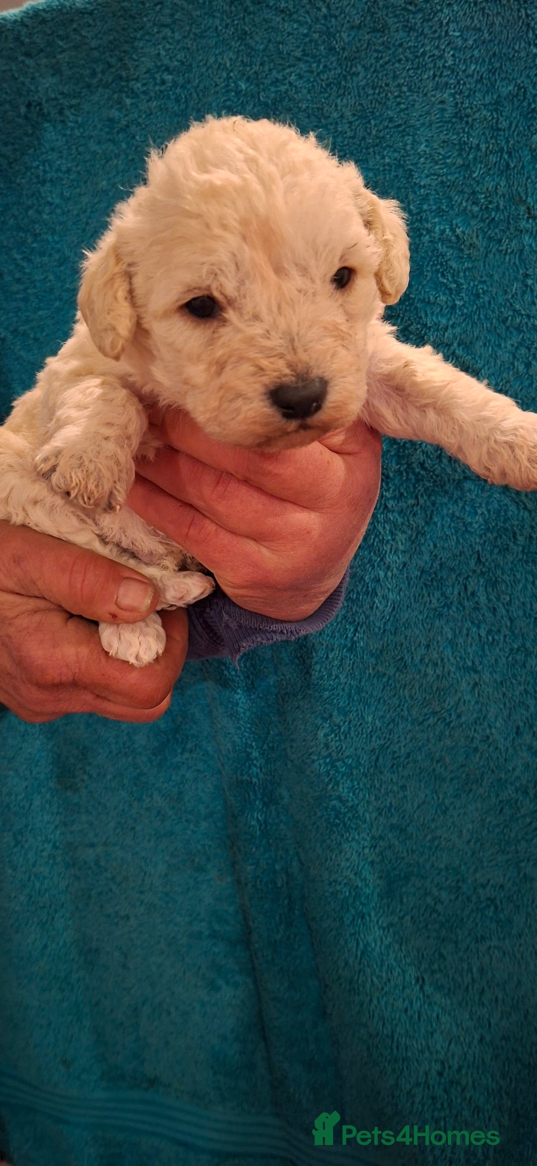 Poochon dogs for sale: Beautiful mini poodle x bichon frise puppies - Advert 3