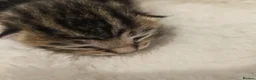 Mixed Breed cats for sale: 8 Beautiful Kittens – Deposits Now Being Taken - Advert 5