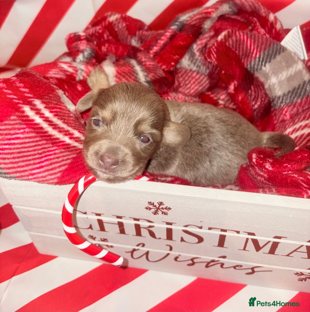 Chiweenie dogs for sale: Cheweenie - Image 5