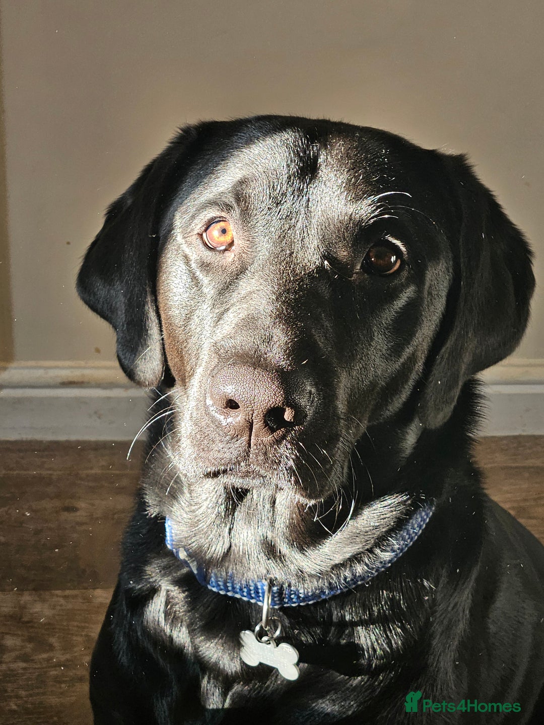 Labrador Retriever dogs for sale: KC Labrador retriever Hooch  - Advert 6