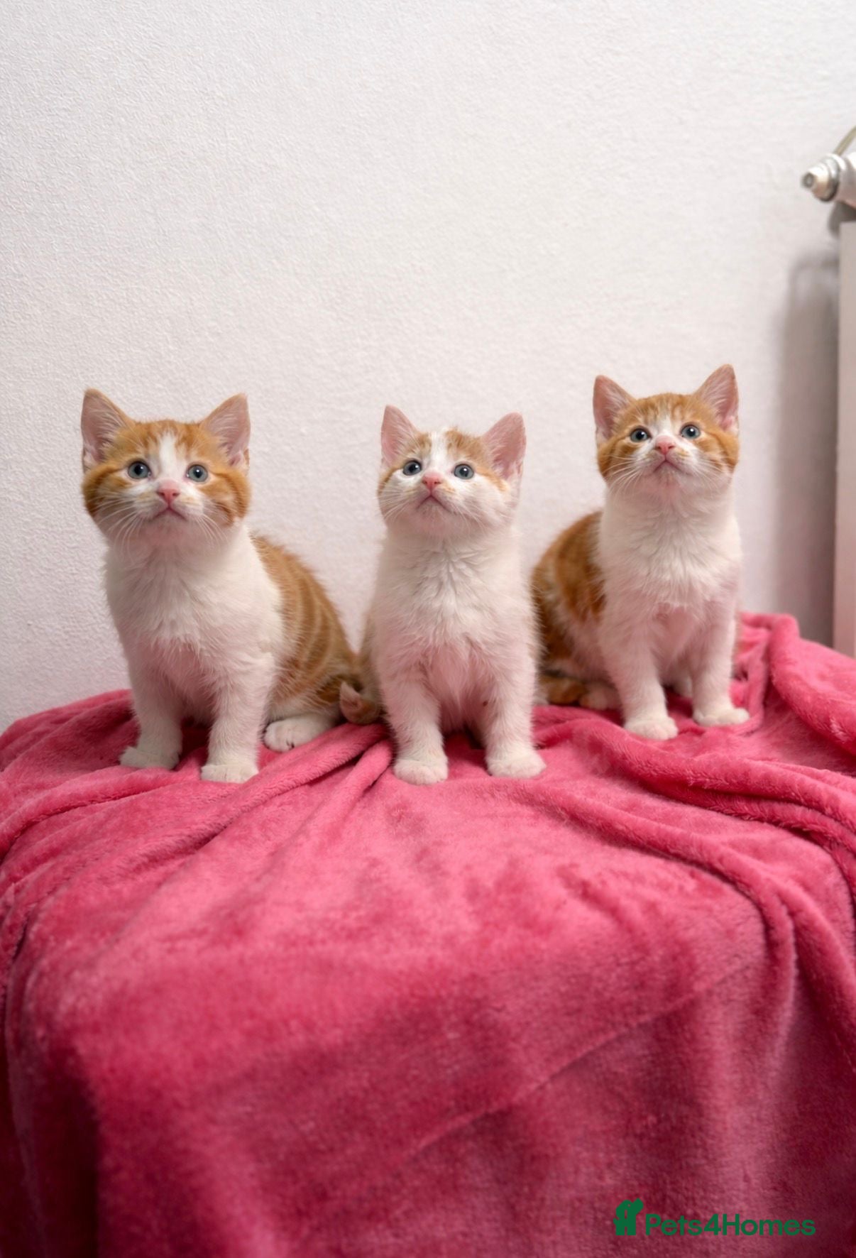 Mixed Breed cats British shorthaired x ragdoll  - Advert 5