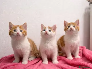 Mixed Breed cats British shorthaired x ragdoll - Advert 5