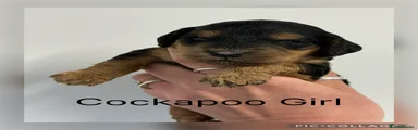 Cockapoo Puppy 8