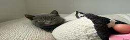 Russian Blue cats for sale: Russian Blue kittens  - Advert 4