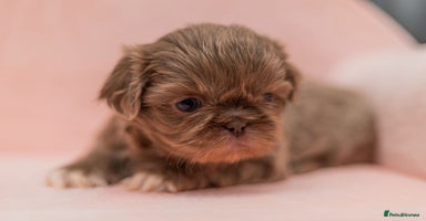 Shih Tzu dogs - Advert 3