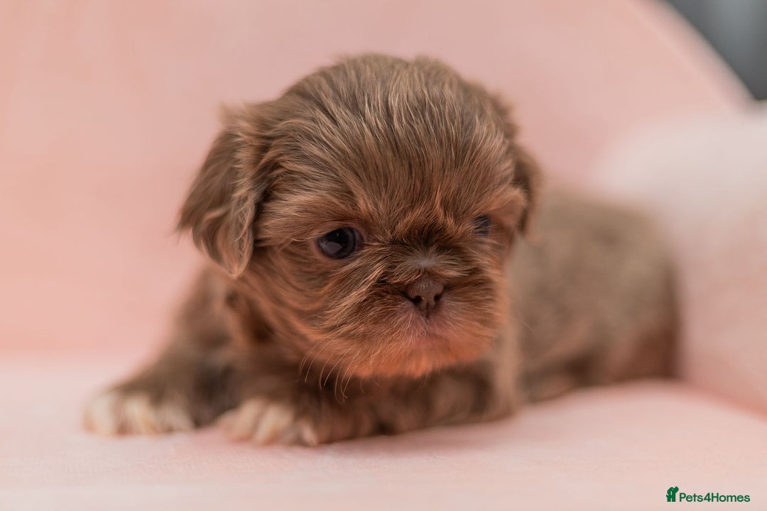 Shih Tzu dogs for sale: Stunning imperial Shih Tzu pups ready now - Image 6