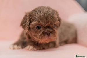 Shih Tzu dogs - Advert 3