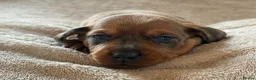 Miniature Dachshund dogs for sale: 🌈 🐾Beautiful Dachshund Rainbow Litter🐾🌈 - Advert 12