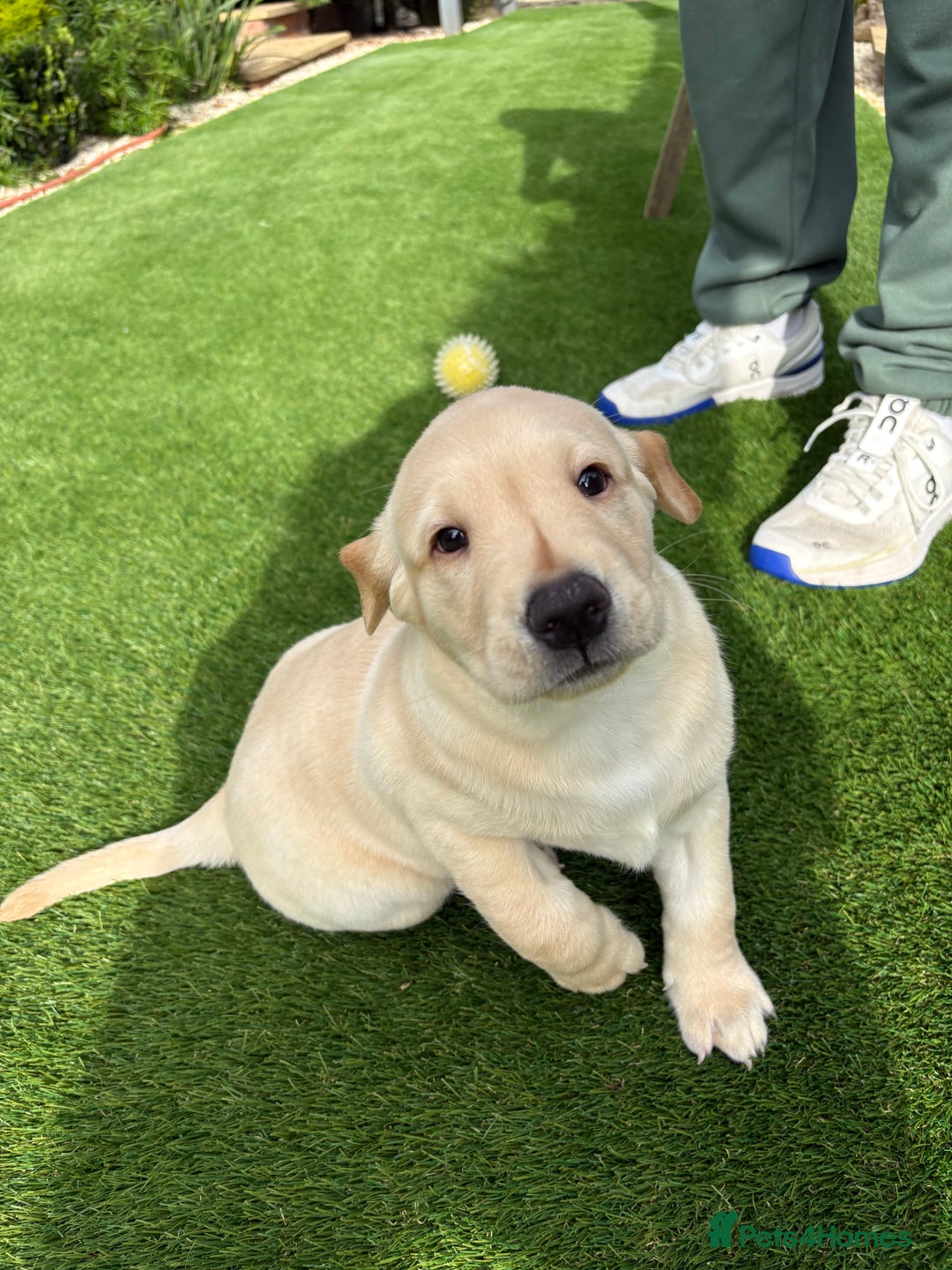 Labrador Retriever dogs for sale: Stunning kc labradors  - Image 8
