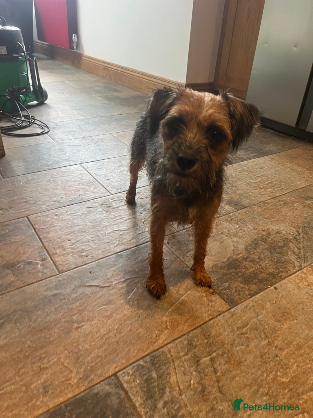 Border Terrier dogs for sale: Beautiful Border Terrier puppies  - Image 5