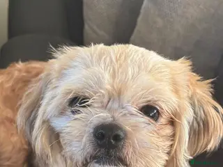 Shih Tzu dogs 3year old male Shih tzu - Advert 3