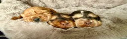 Cocker Spaniel dogs for sale: Outstanding show cocker spaniels - KC in Leicester - Advert 15