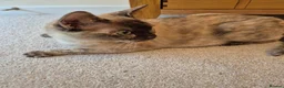 Burmese cats for sale: Gorgeous Chocolate Tortie Adult Female Burmese - Advert 4