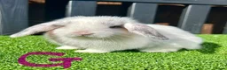Mini Lop rabbits for sale: 💙🩷 Stunning Mini Lop Babies 🩷💙 - Advert 9