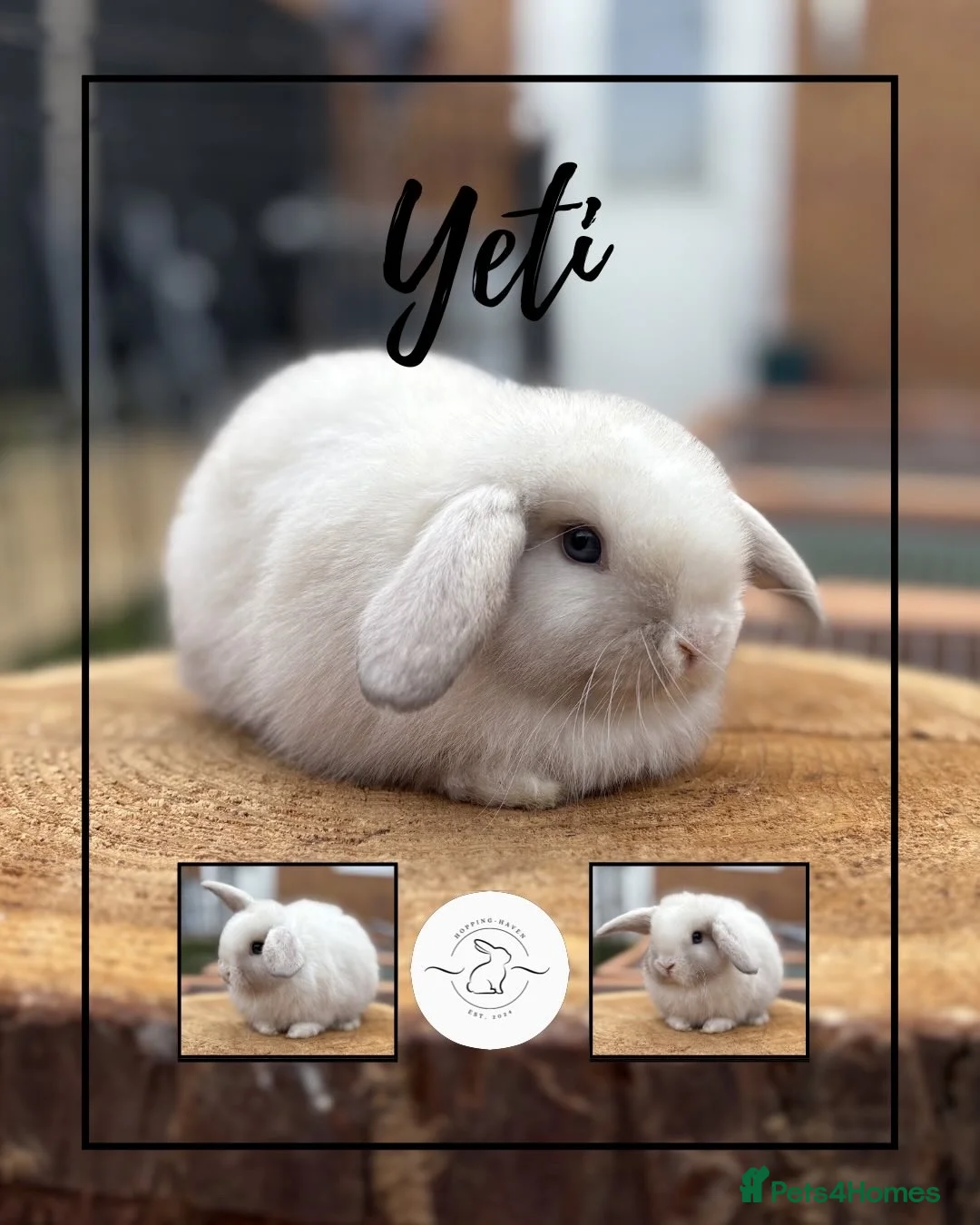 Mini Lop rabbits for sale: 2 Mini lop boys looking for their forever homes - Advert 1