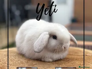 Mini Lop rabbits 2 Mini lop boys looking for their forever homes - Advert 2