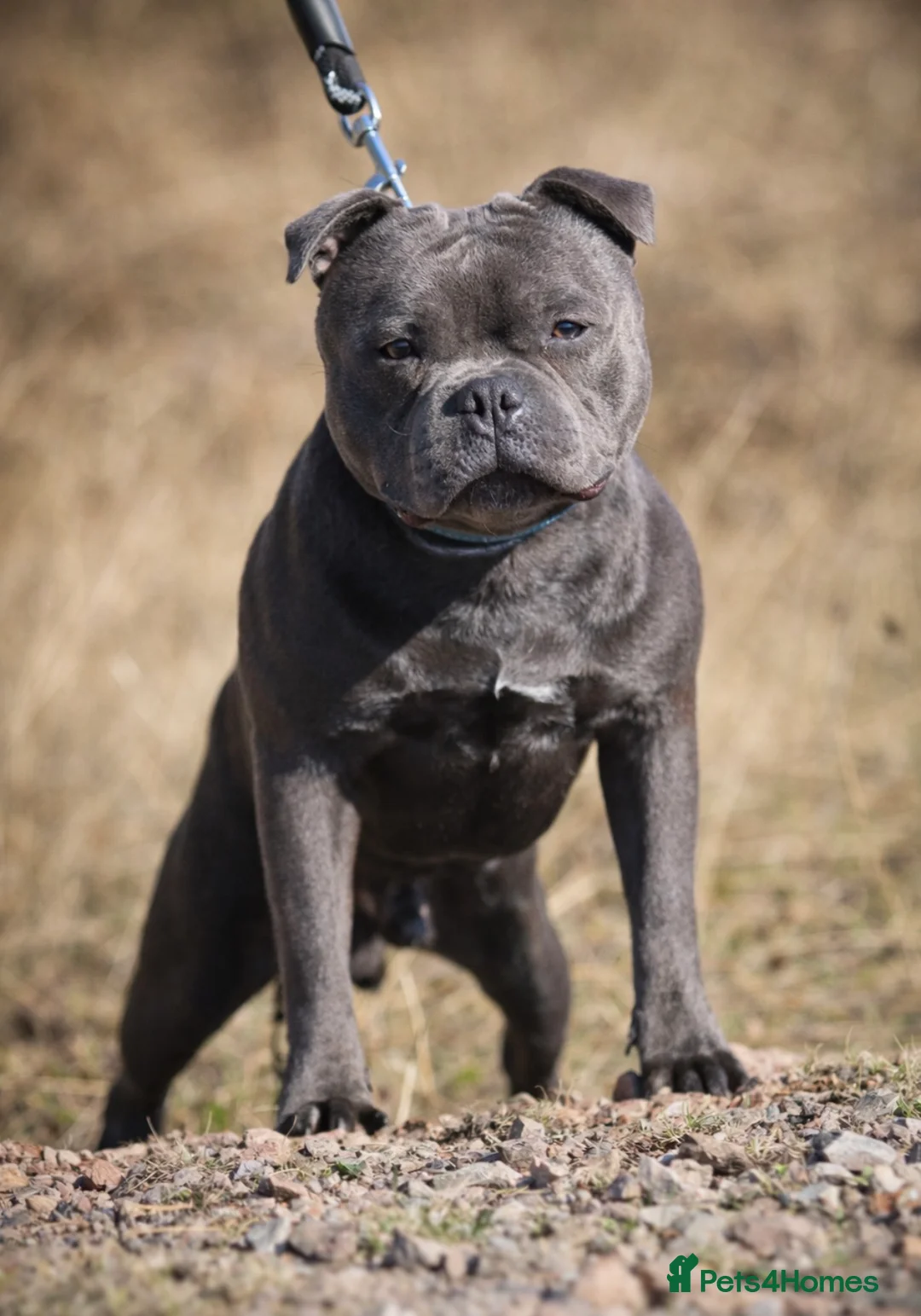 Staffordshire Bull Terrier dogs for stud: THE UK’S 🇬🇧 NEXT BEST BLUE STUD! 🐾  in Nottingham - Advert 2
