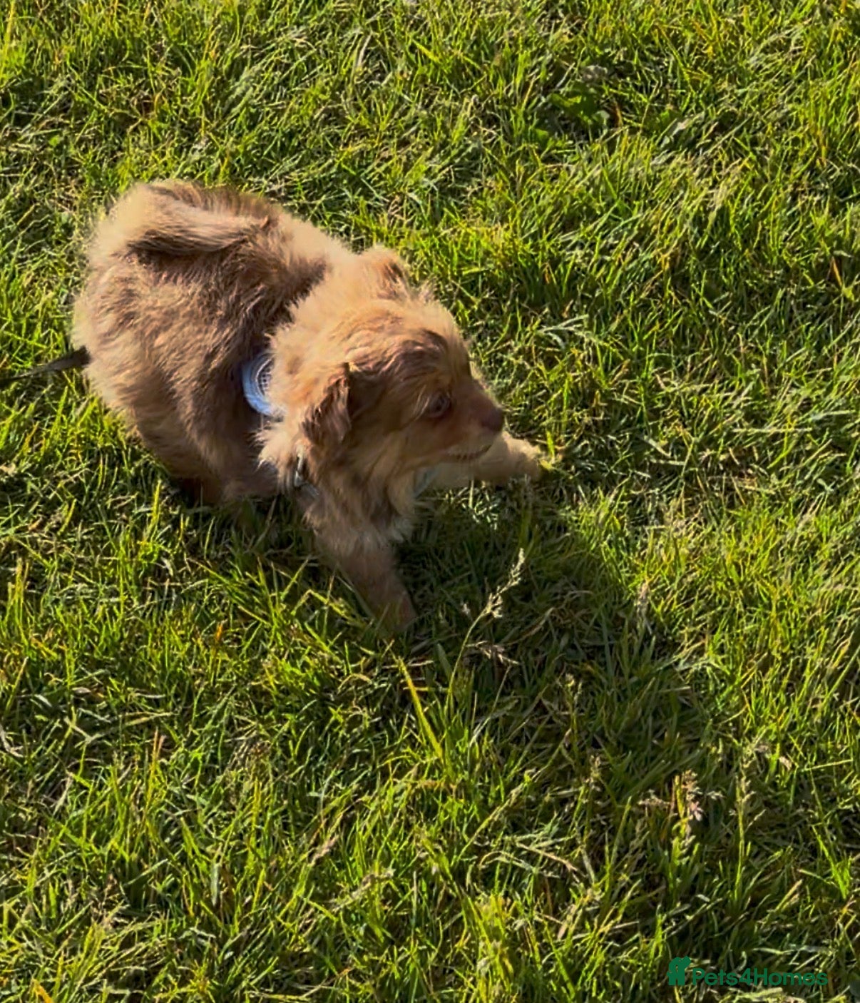 Mixed Breed dogs Mix puppy  - Advert 6