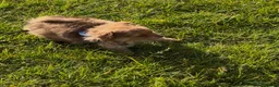 Mixed Breed dogs for sale: Mix puppy  - Advert 1