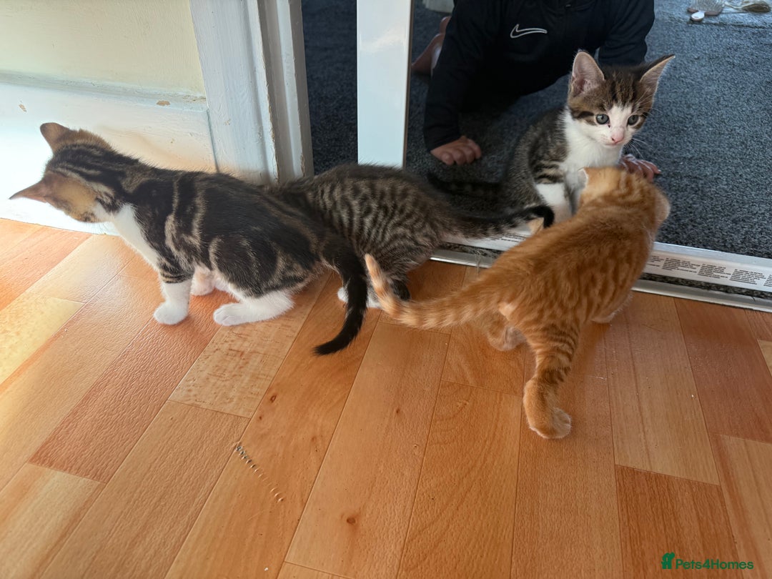 Domestic Shorthair cats for sale: BEAUTIFUL, FRIENDLY KITTENS FOR SALE!!🐈❤️ - Image 15