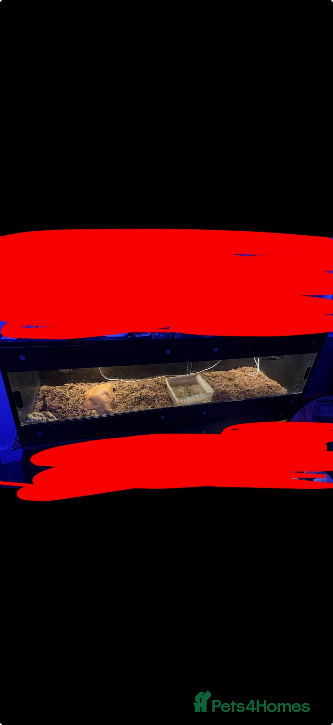 Boa Snake reptiles for sale: Boa constrictor for sale  - Advert 2