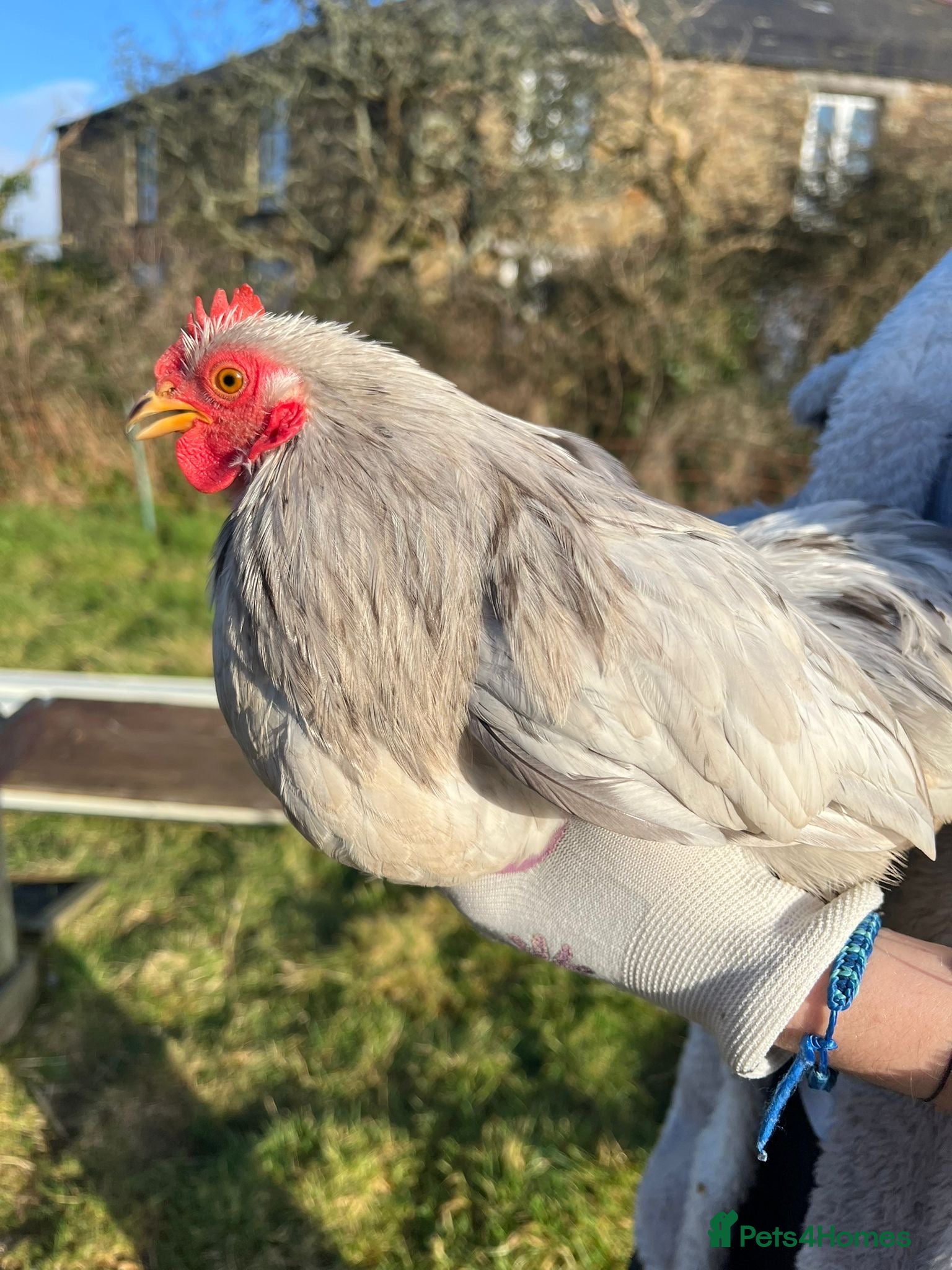 Chickens poultry Pekin bantams pol - Advert 9