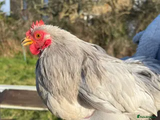 Chickens poultry Pekin bantams pol - Advert 9