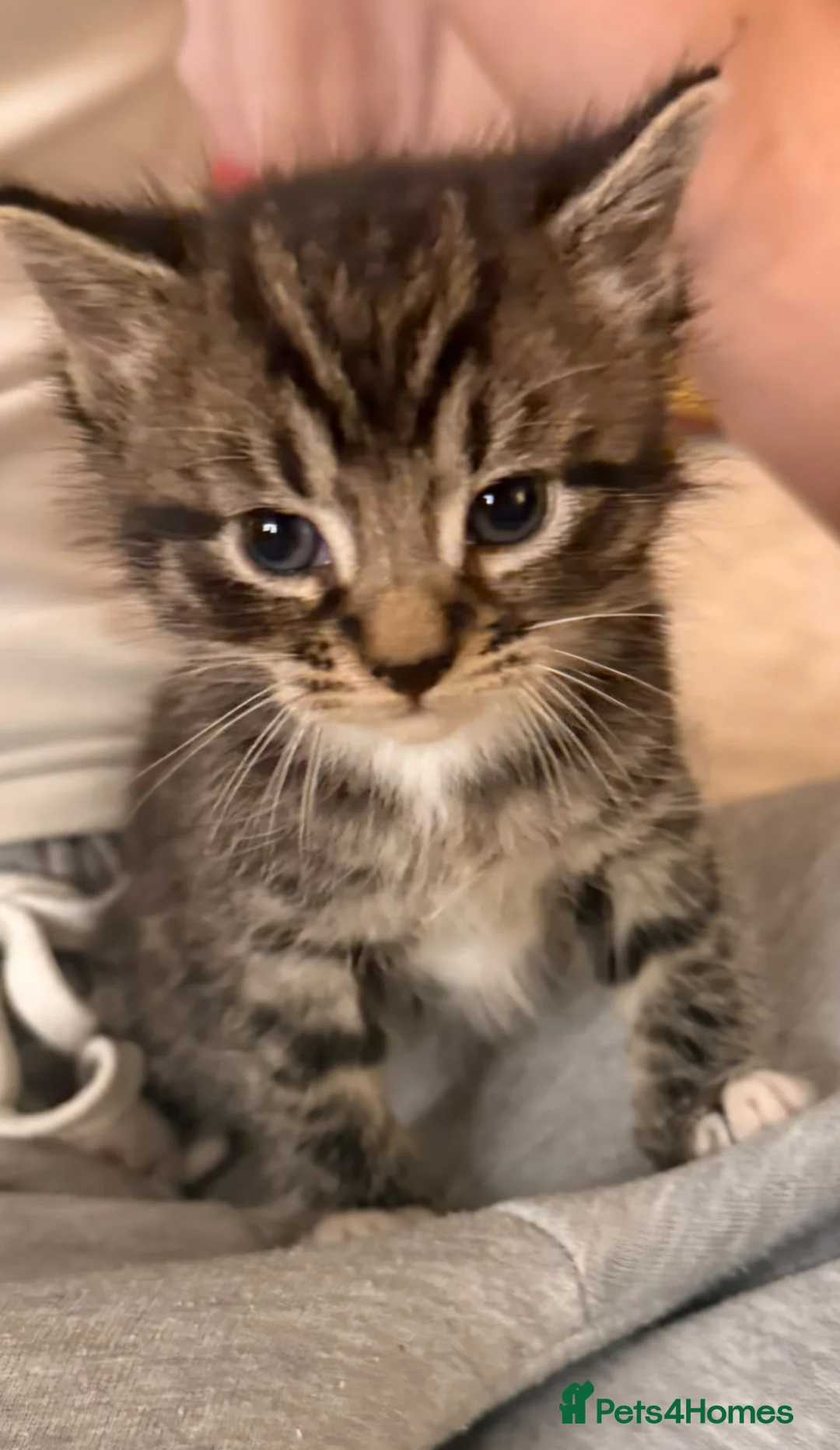 Mixed Breed cats for sale: Gorgeous litter  - Advert 2