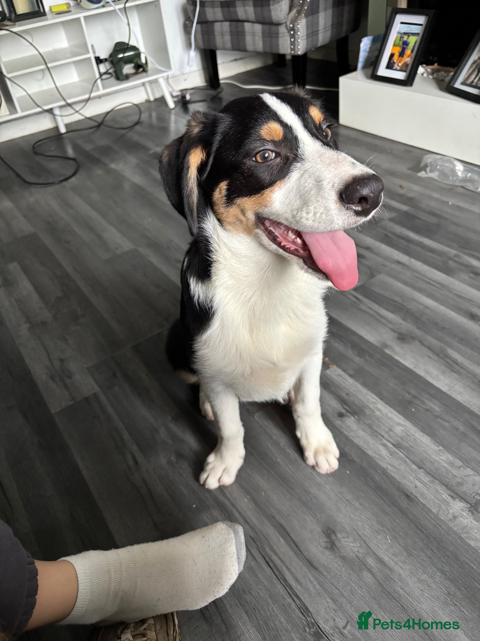 Australian Shepherd dogs Australian collie male  - Advert 3
