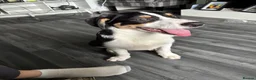 Australian Shepherd dogs for sale: Australian collie male  - Advert 1