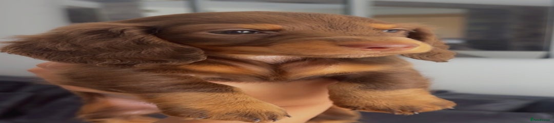 Dachshund Puppy 3