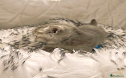 British Shorthair cats for sale: Blue, lilac, chocolate golden girls  - Advert 12