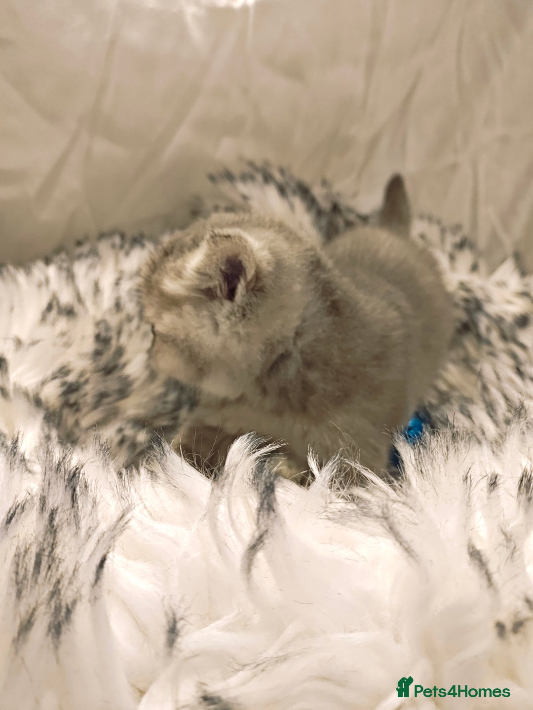 British Shorthair cats for sale: Blue, lilac, chocolate golden girls  - Advert 12