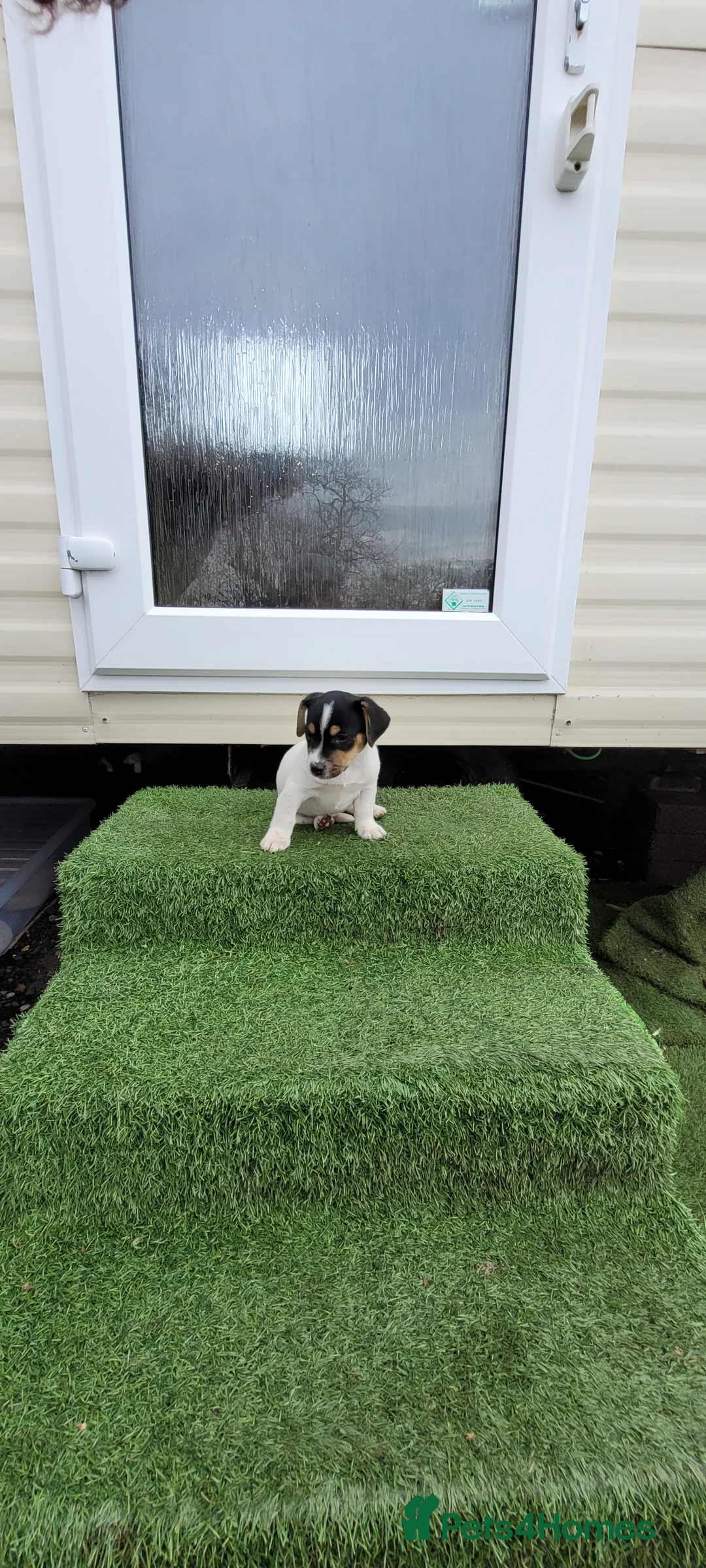 Jack Russell dogs for sale: Old fashioned short legged Jack russel pups!!! - Advert 12