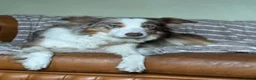 Bordoodle dogs for sale: Bordoodle, extensive tests ,full refund guarantee  - Advert 3