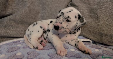 Dalmatian dogs KC registered Dalmatian puppies - Advert 11