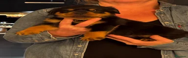 Rottweiler 1