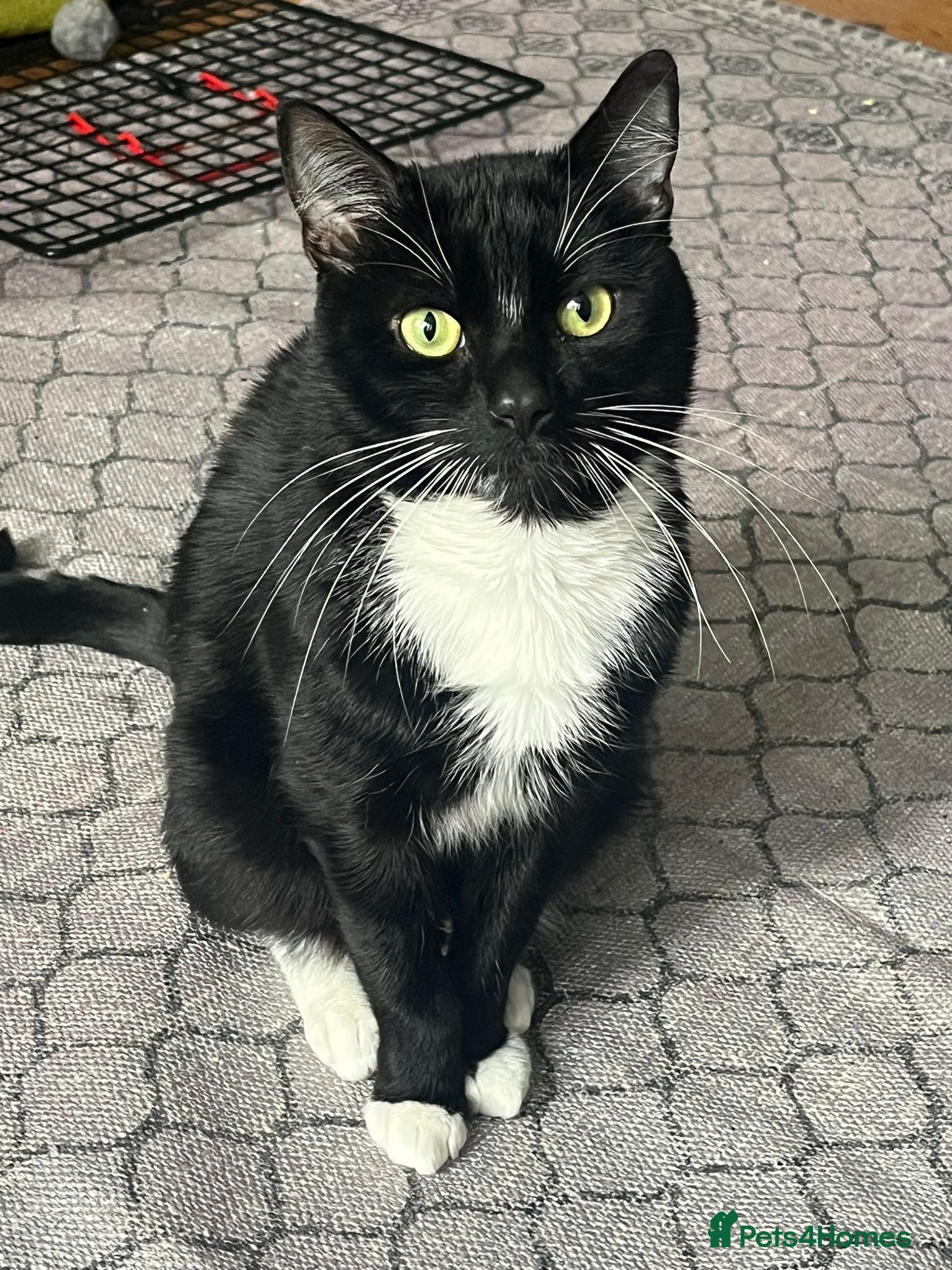 Domestic Shorthair cats Ronnie, gentle 2 year old male - Advert 18